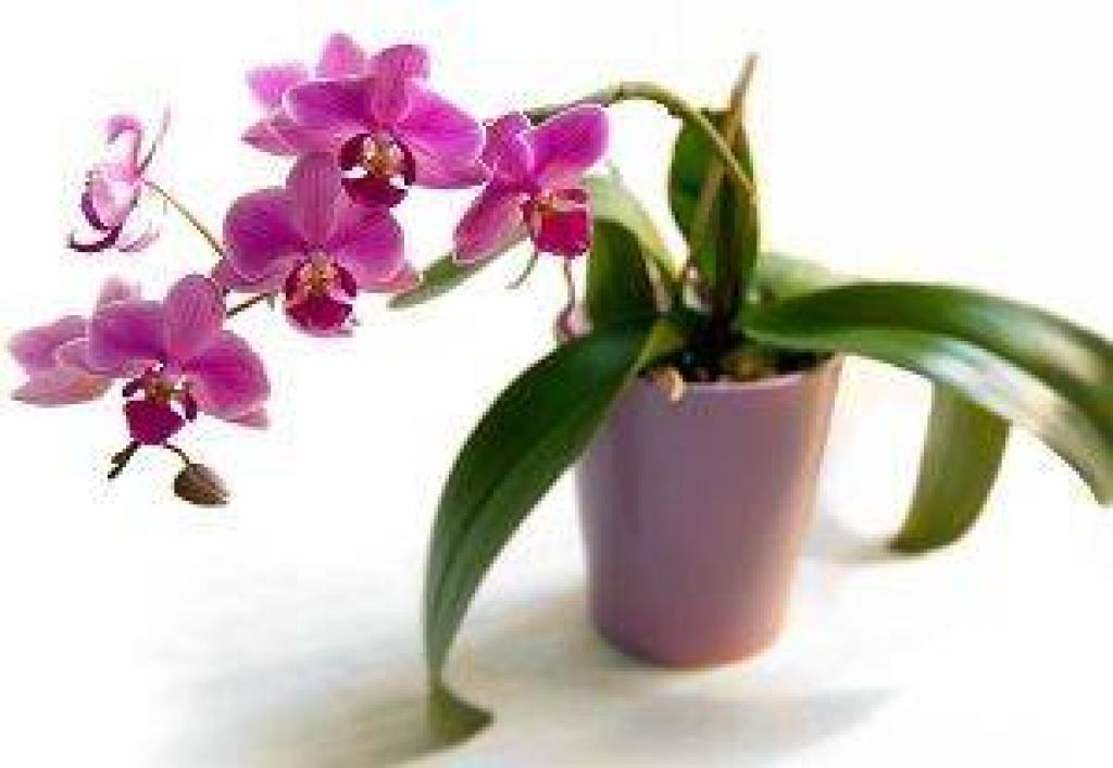 Орхидея фаленопсис: уход, болезни, виды, размножение